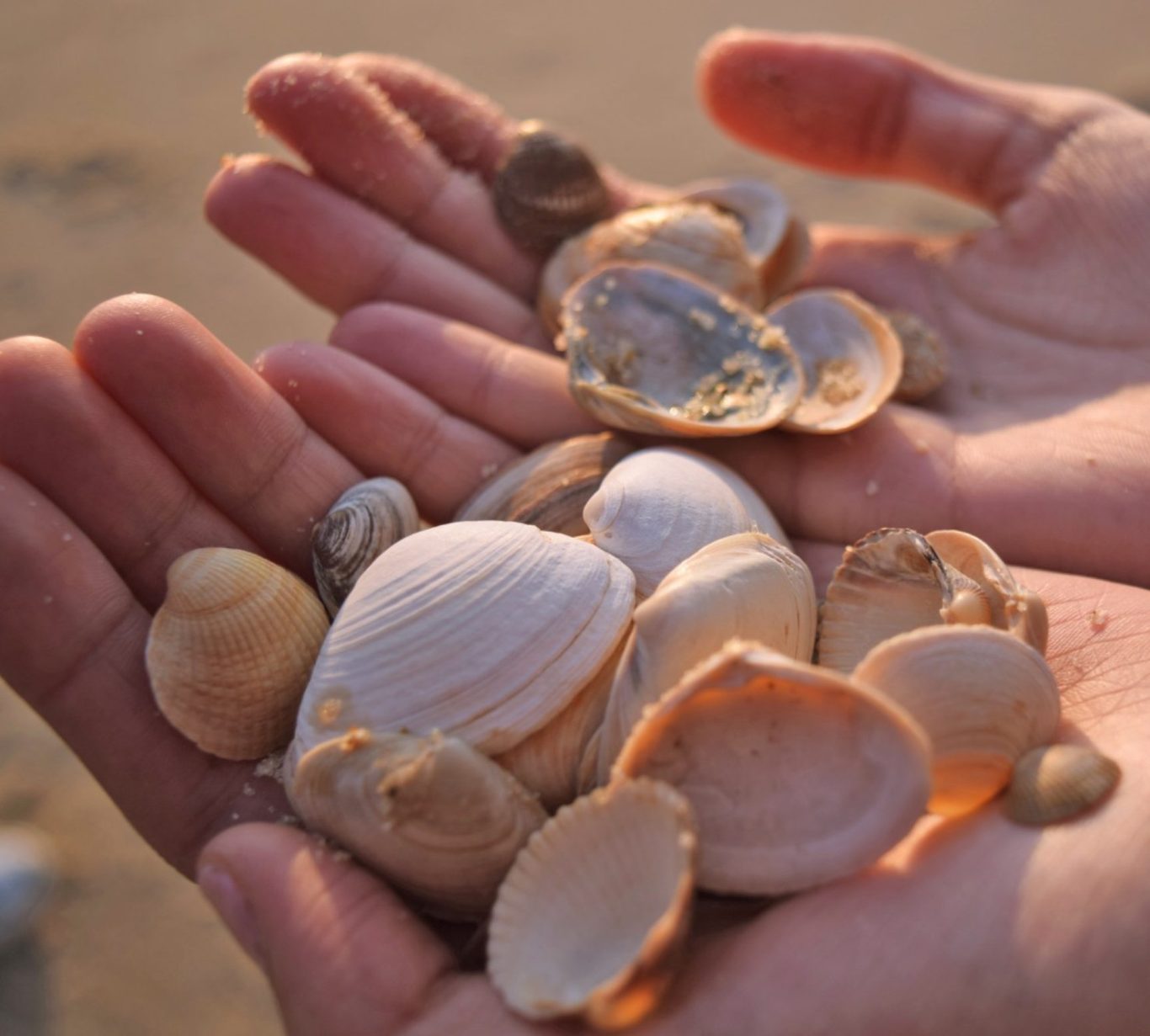 Zwei Hände in denen gesammelte Muscheln liegen.